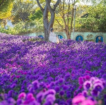 피나클랜드/국화축제/불꽃축제