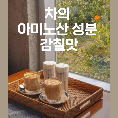 차의 아미노산 성분 사진