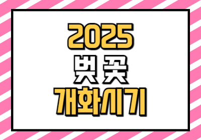 벚꽃 개화시기 2025 2024 비교 글입니다.