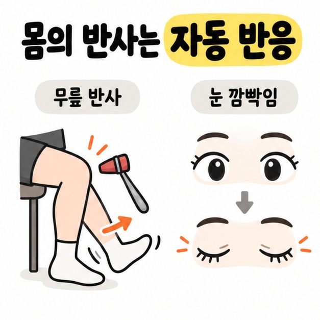 무릎 자극과 눈 깜빡임으로 몸의 자동 반응인 반사를 설명하는 카드