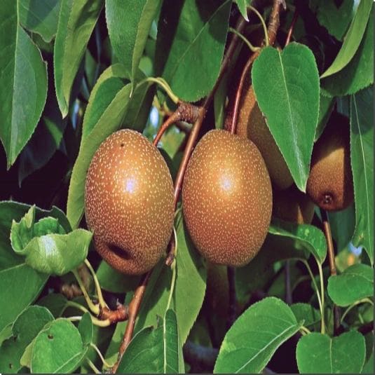 돌배 효능 및 활성 성분 먹는 법과 주의점