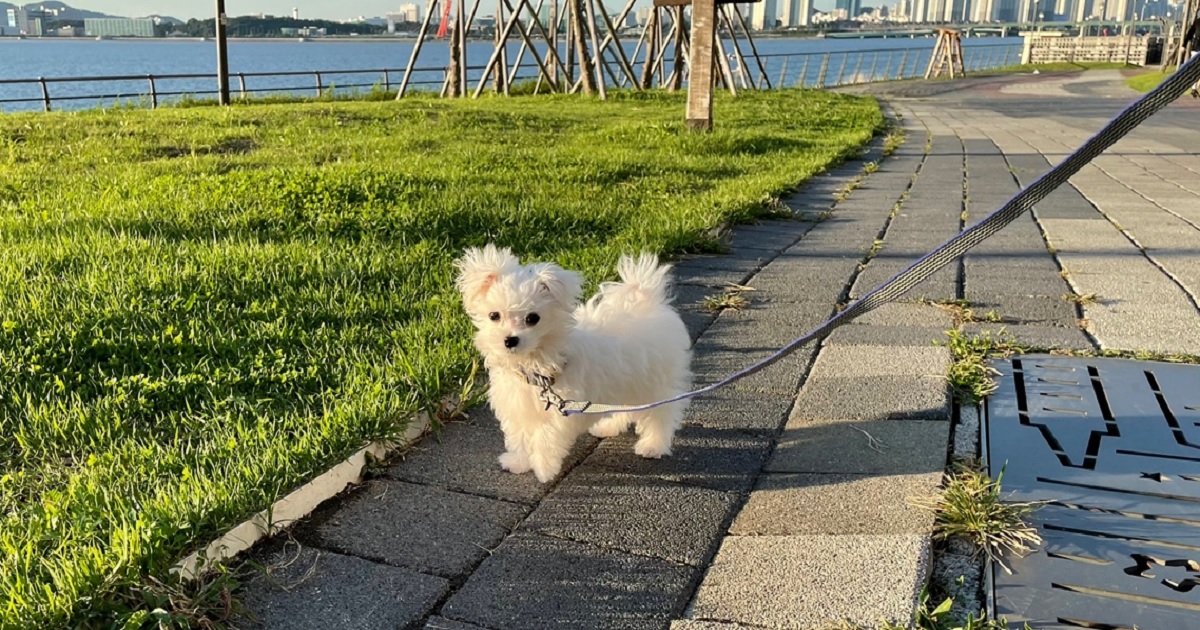강아지가-산책을-거부하고-서있는-모습