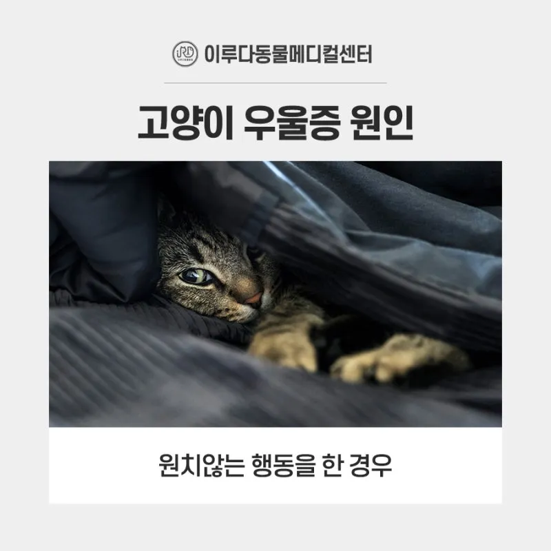 고양이 우울증과 무기력증 증상_7