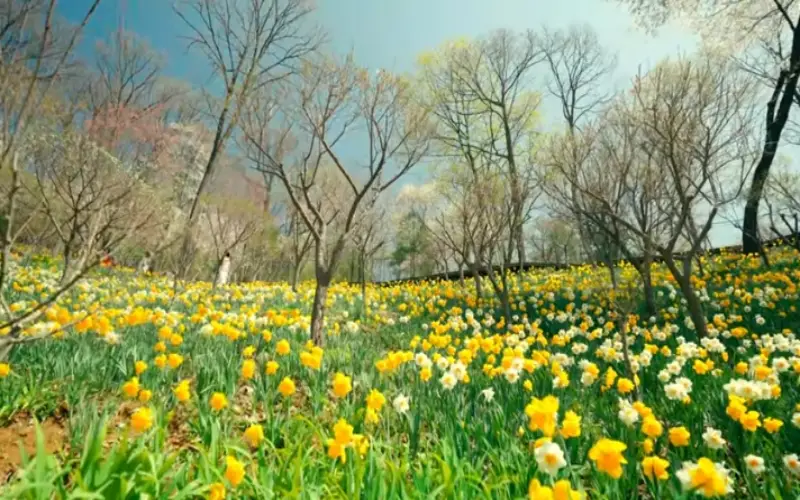 화담숲 예약 봄 수선화 축제