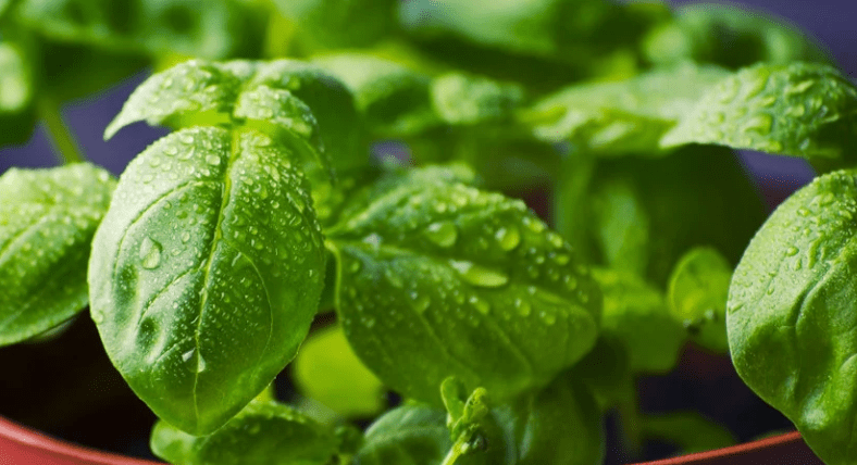 면역력 녹색 채소