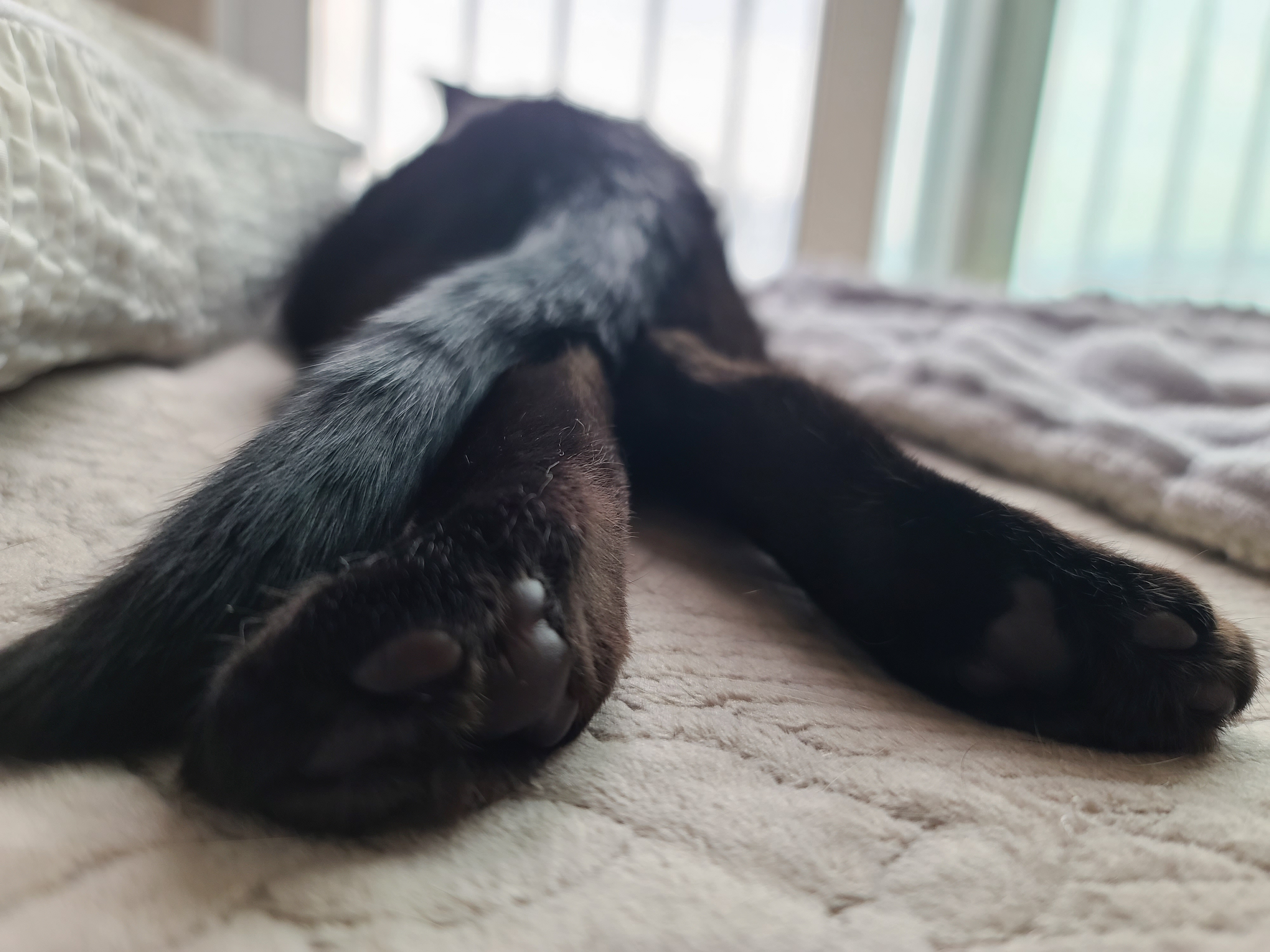 집사의 설레발..8년차 집사도 아직 잘 모르겠는 고양이.