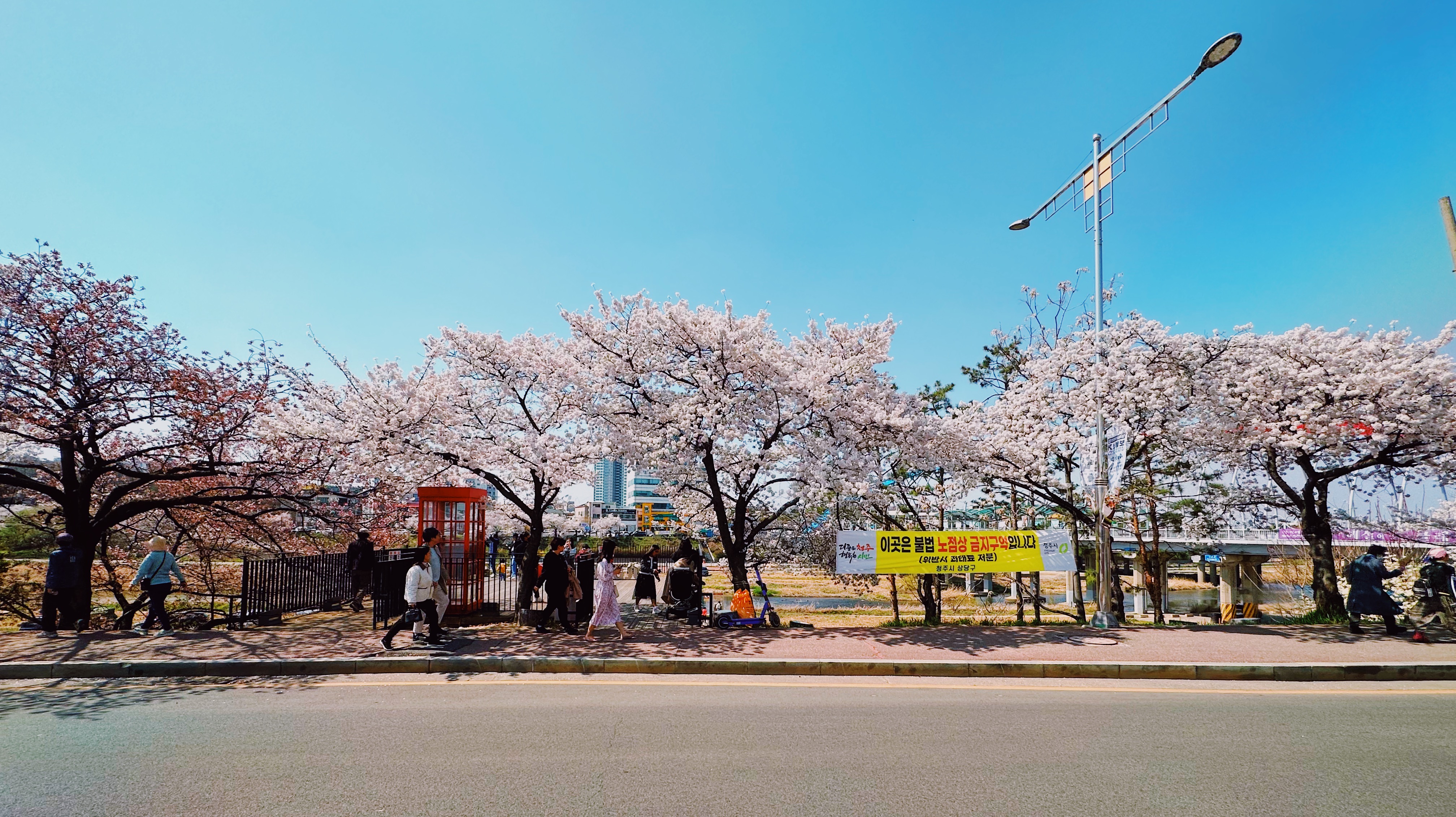 도로변의 벚꽃