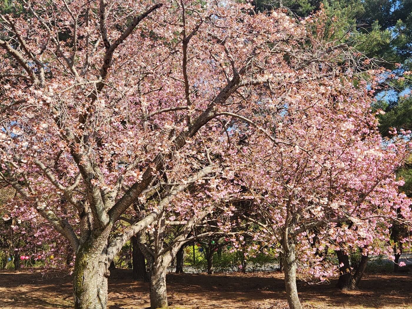 겹벚꽃4월15일자