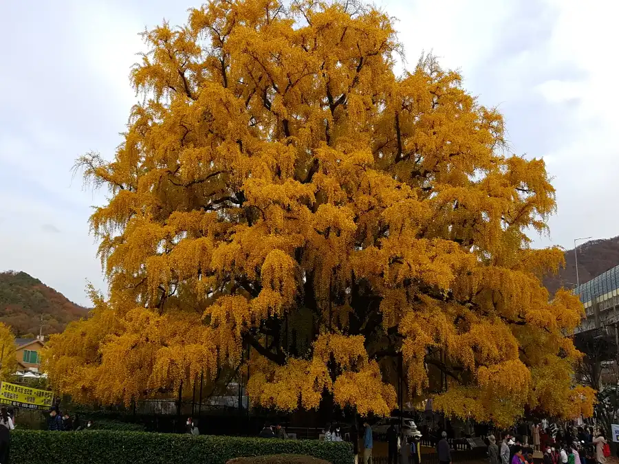 장수동 은행나무 늦가을 모습