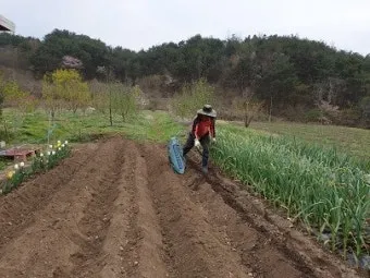 옥수수 파종 시기 심는 시기 재배법_8