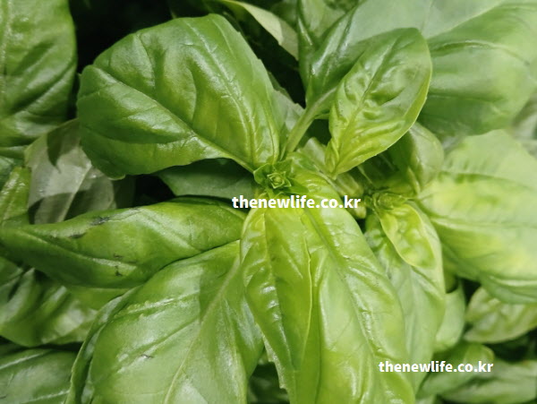 베타카로틴, 비타민 K, 리날룰 등 핵심 영양 성분이 가득한 신선한 바질 효능 실물 잎
