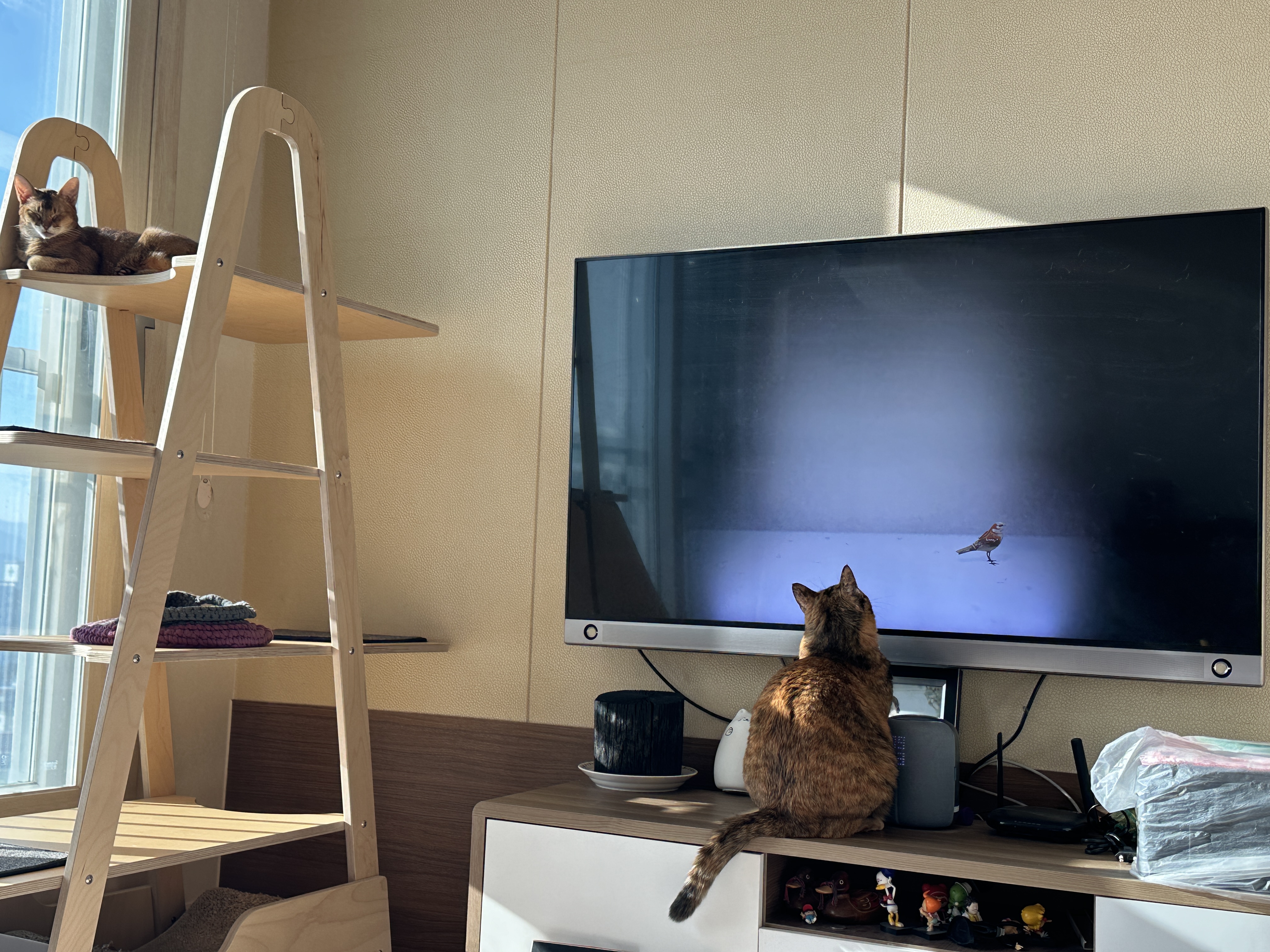 TV보고_있는_카오스고양이_사랑이와_캣타워_위에서_햇살_찜질_하고_있는_아비시니안_루디