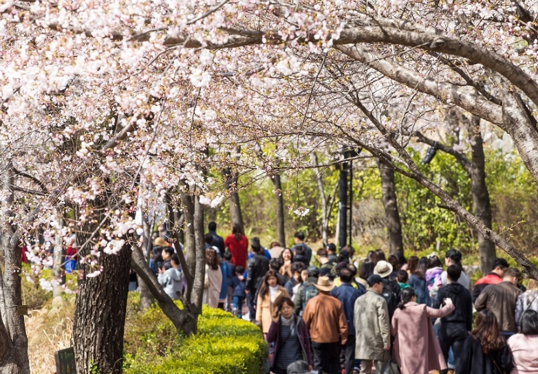 석촌호수 벚꽃축제 핵심 정보