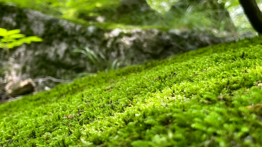 쌍폭포 가는 길 이끼바위