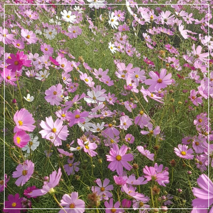 코스모스 꽃말 유래