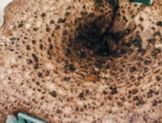 능이버섯 보관방법