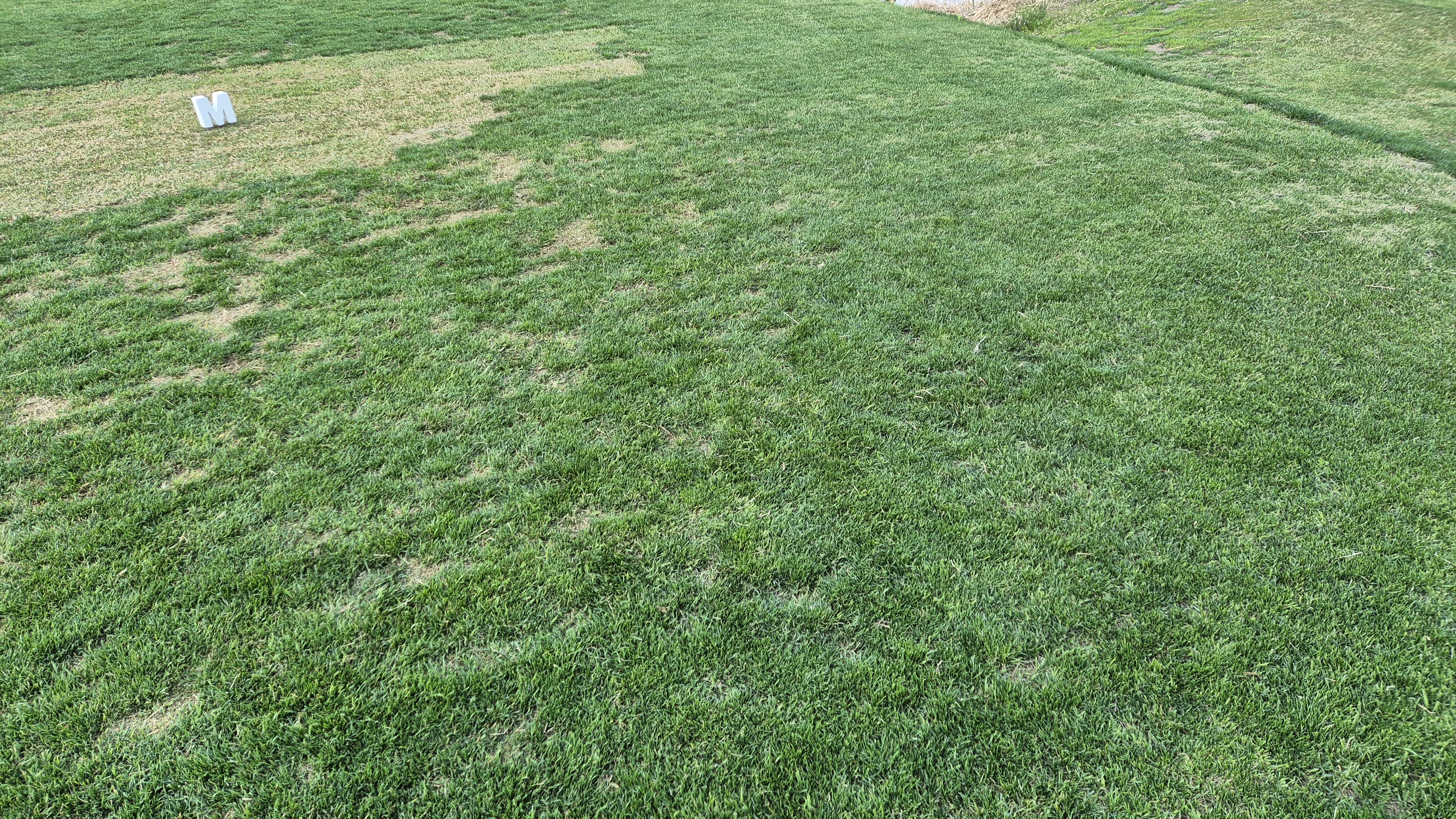 마에스트로cc 라운드 후기