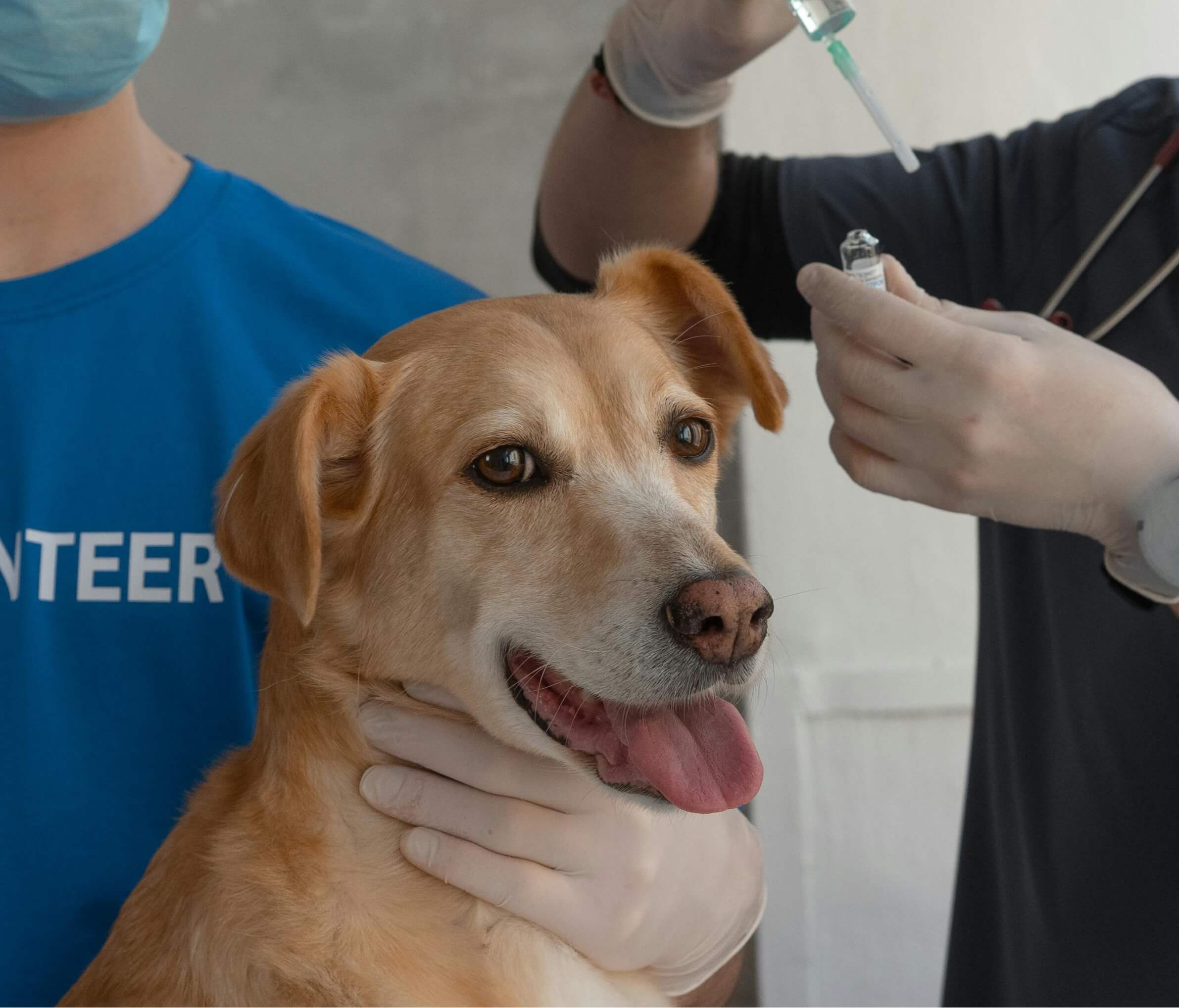 2026 반려동물 시장 트렌드 분석 │ 의료비&middot;보험&middot;사료 지출 변화만 모아 정리