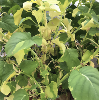 감자 수확시기 타이밍과 방법 5