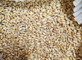 카무트_효능_부작용