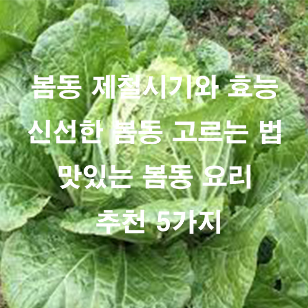 봄동 제철시기와 효능 신선한 봄동 고르는 법 맛있는 봄동 요리 추천 5가지