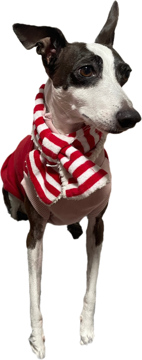 강아지가 보이는 식탐의 심리학: 본능과 행동의 관계