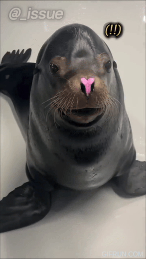 코에 하트를 그리고 웃고 있는 물개 움짤