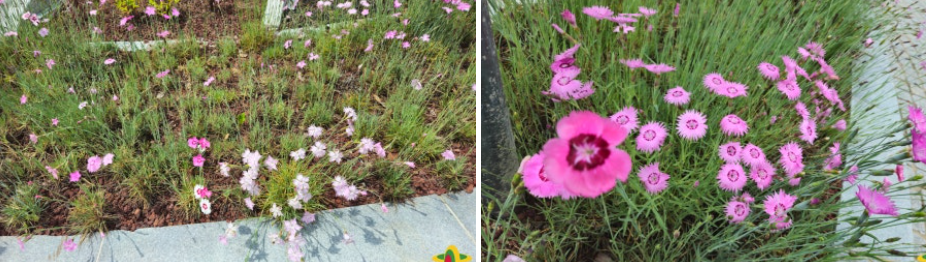 의성 조문국사적지, 작약꽃이 피어나는 고대의 정원