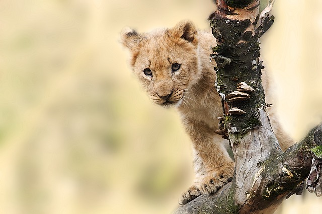 https://cdn.pixabay.com/photo/2014/12/12/19/45/lion-565820_640.jpg