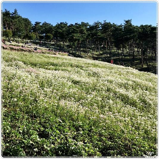 정읍구절초축제