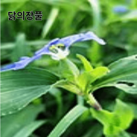 닭의장풀의 영양소 및 효능, 채취방법, 요리 레시피