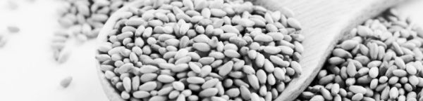 참깨 모종 파종시기