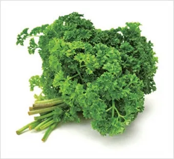 파슬리 재배 반그늘 재배 잎 따기 잦은 수확_9