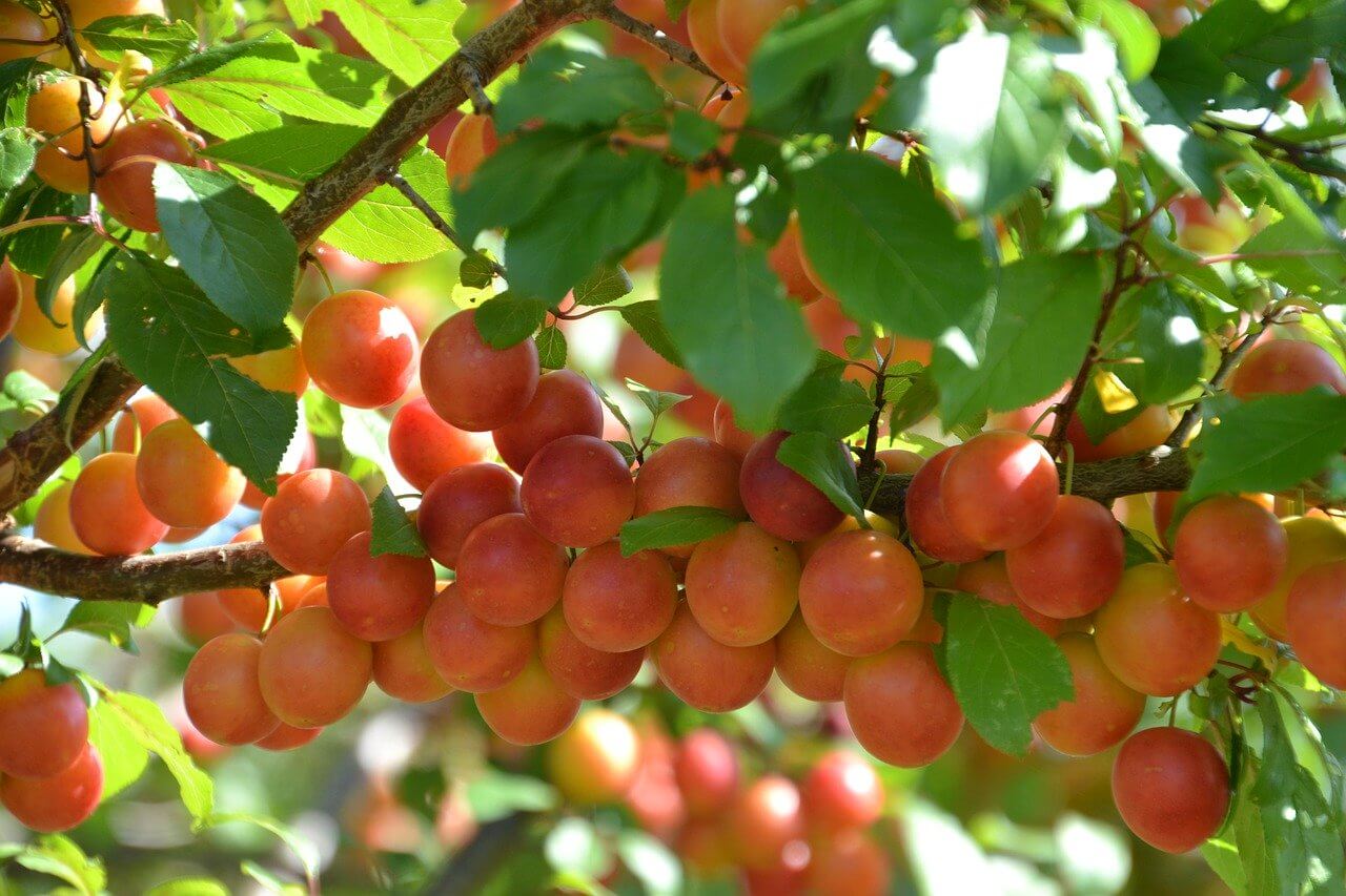 “7월-제철-음식-자두”