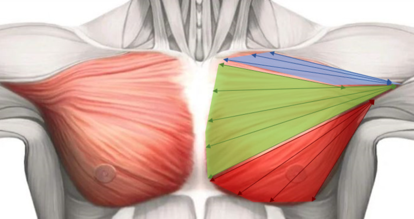 가슴 근육의 결 방향