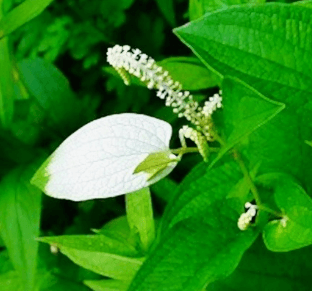 삼백초 효능 활용법