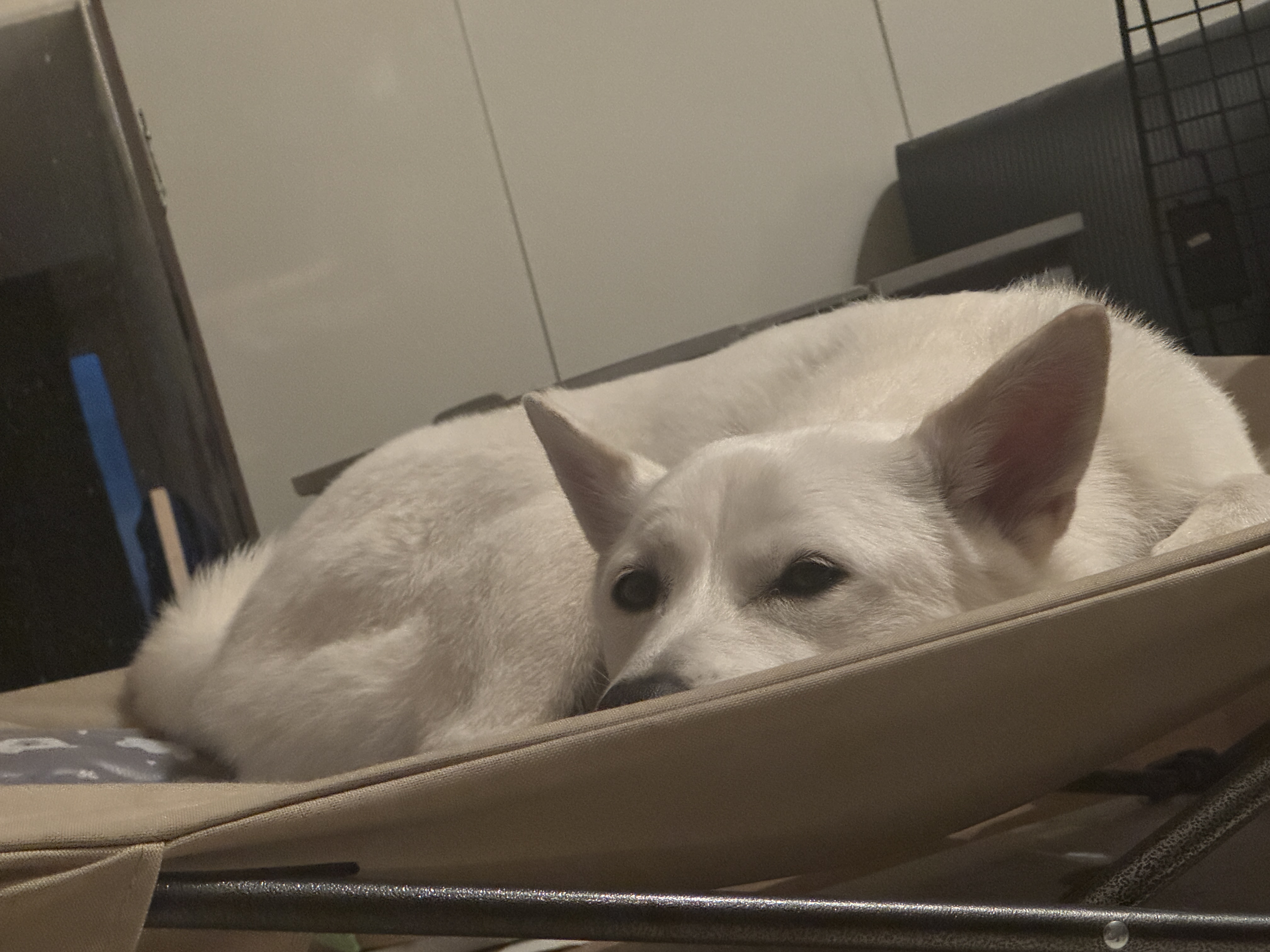 내 강아지가 다른 강아지를 보면 짖나요?