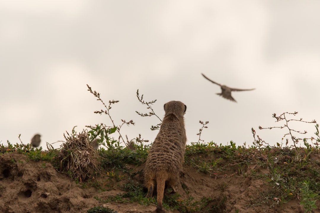 Meerkat