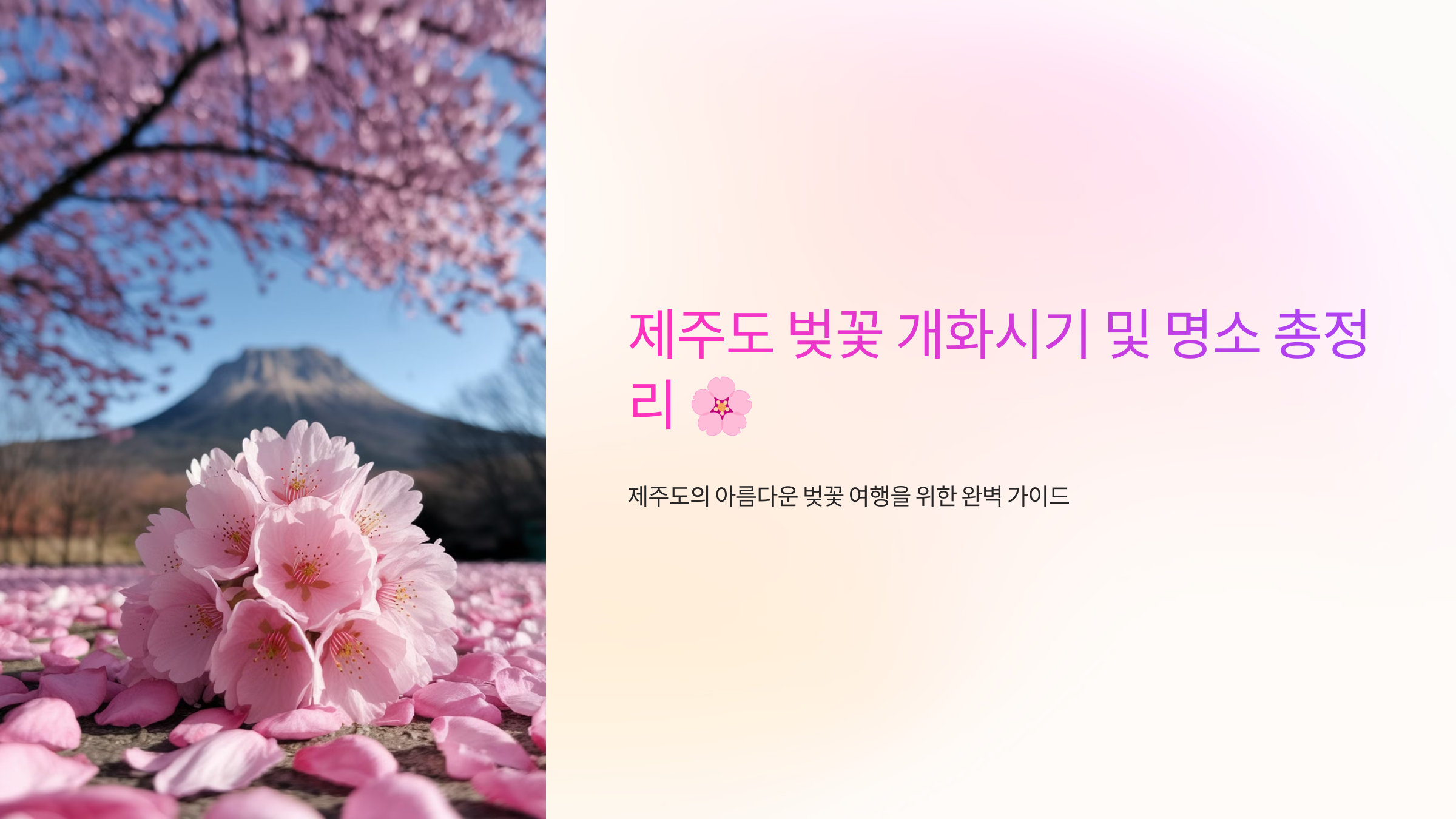 제주도 벚꽃 개화시기 및 명소 총정리 🌸