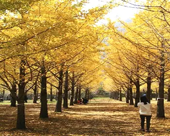 홍천 은행나무숲_13