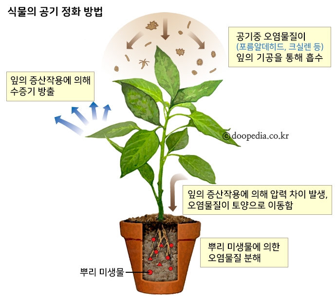 실내 공기정화 식물 종류