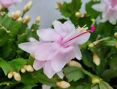 겨울 꽃 게발선인장