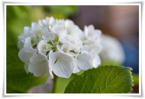 &quot;수국&quot; 여름의 아름다움을 한껏 품은 매력적인 꽃!