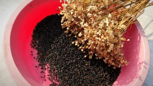 부추-종자-채종-씨앗받기