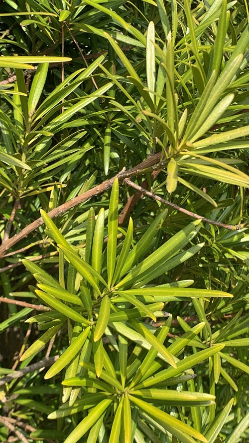 노바운더리 나한송