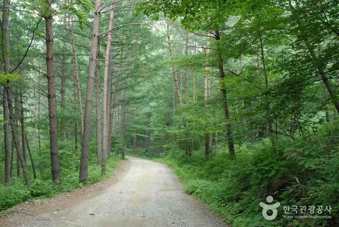 국립청옥산자연휴양림