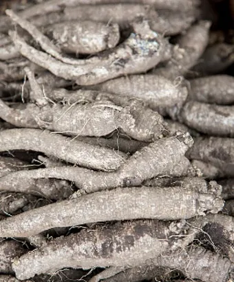 더덕 재배 그늘 재배 토심 확보 줄기 관리_12