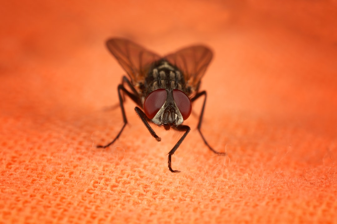 Malaria