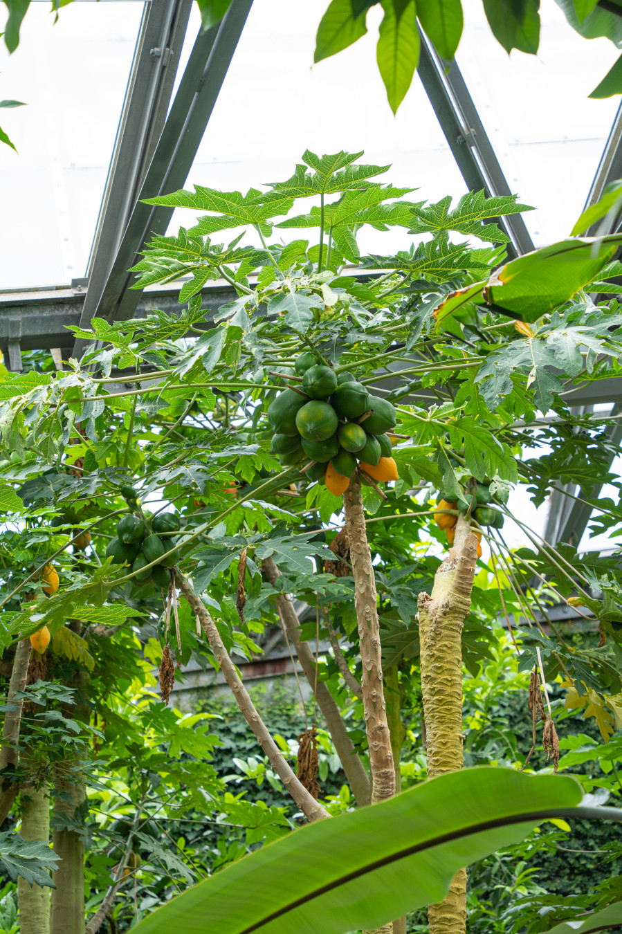 여미지 식물원 열대 과수원 바나나