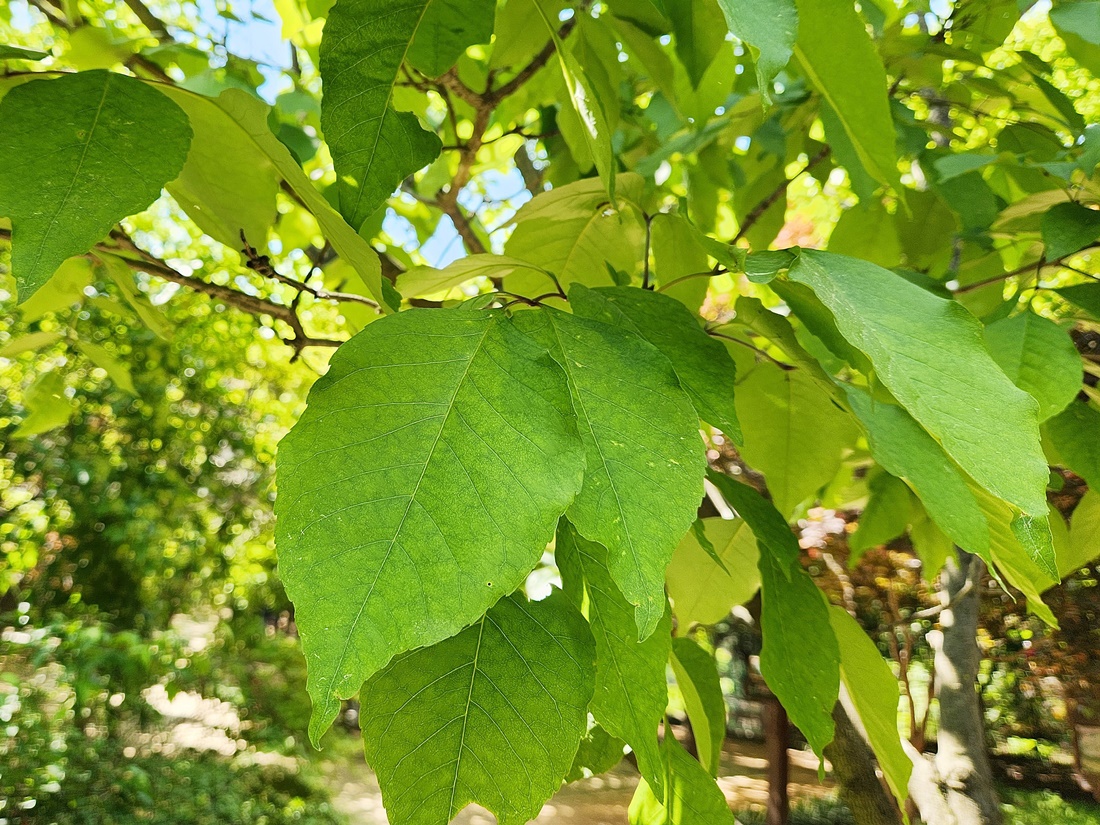 중국물푸레나무